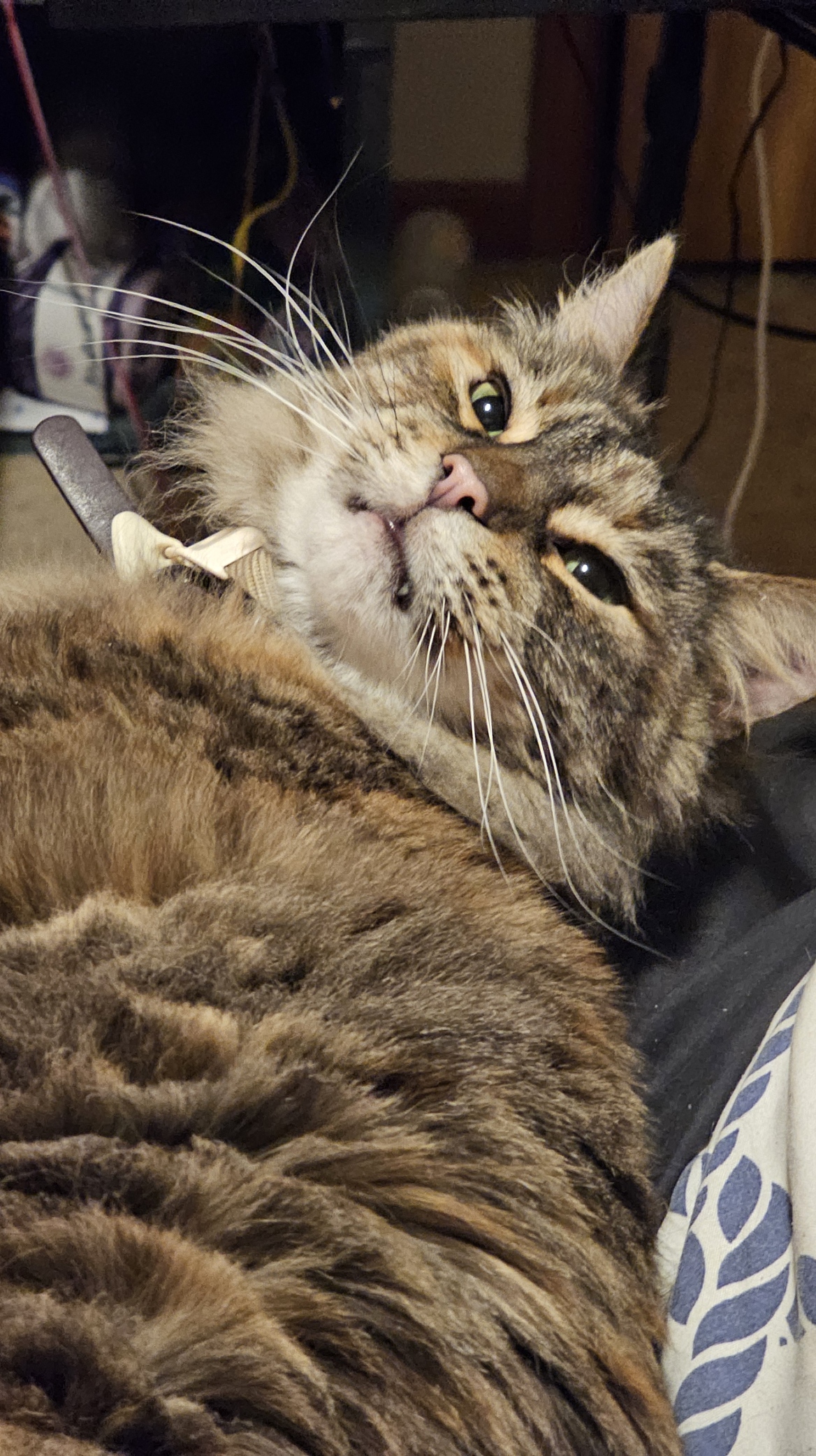 My cat daring me to play with her.