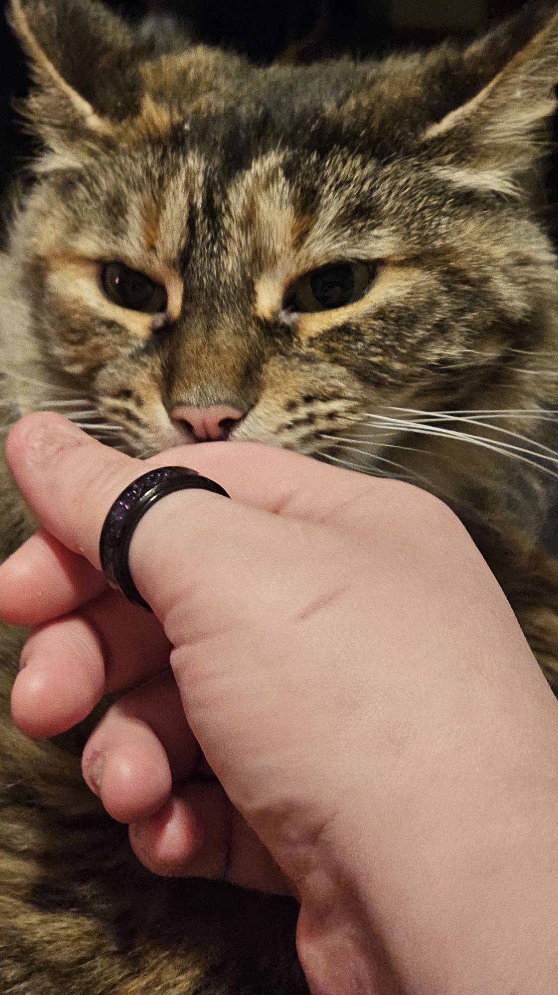 My cat licking my hand and loving on me before she attacks