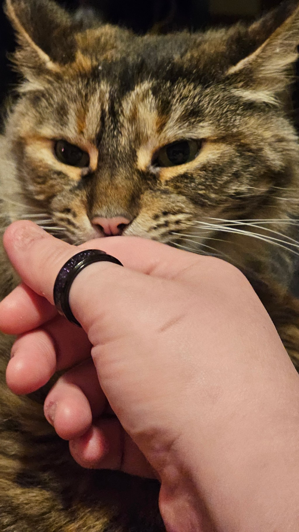 And then I decided to talk about my cat rather than Angela’s&nbsp;Journey…