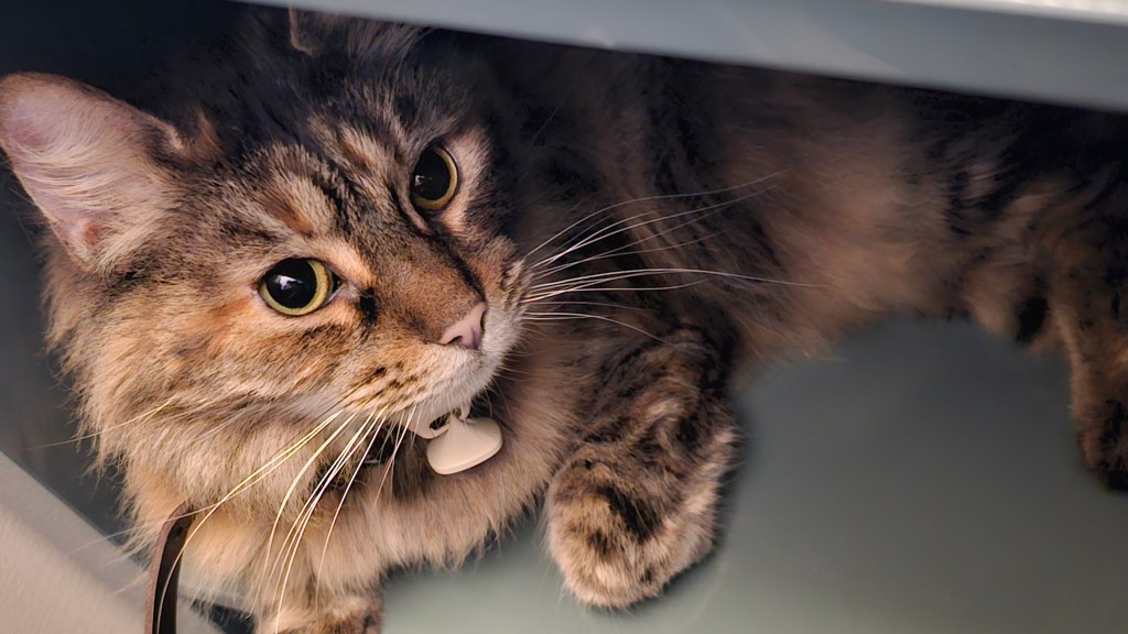 my cat lily relaxing on the cube shelf